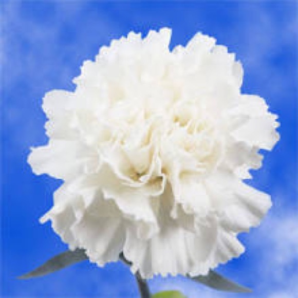 white_carnation